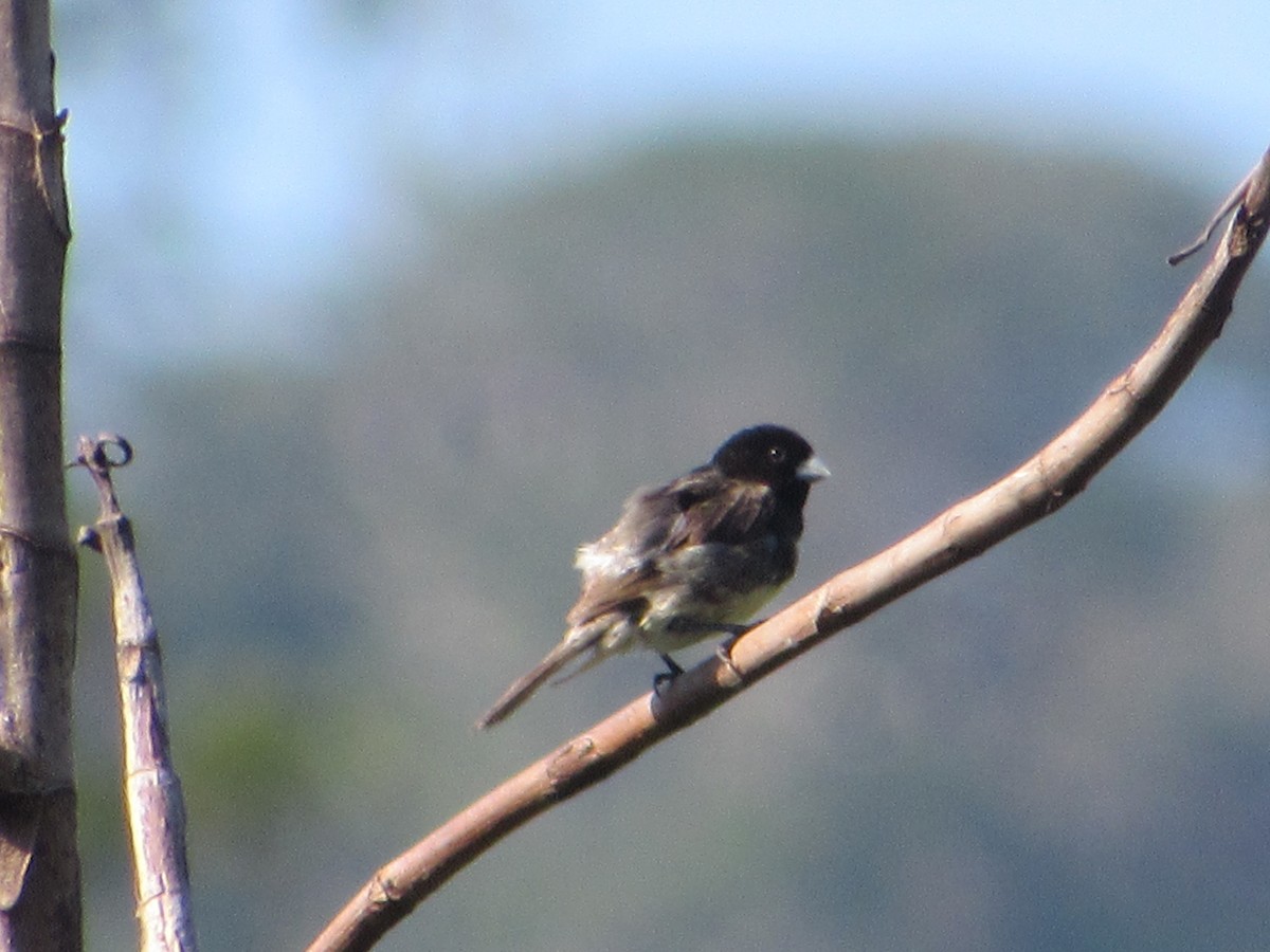 Yellow-bellied Seedeater - Ricardo Lau