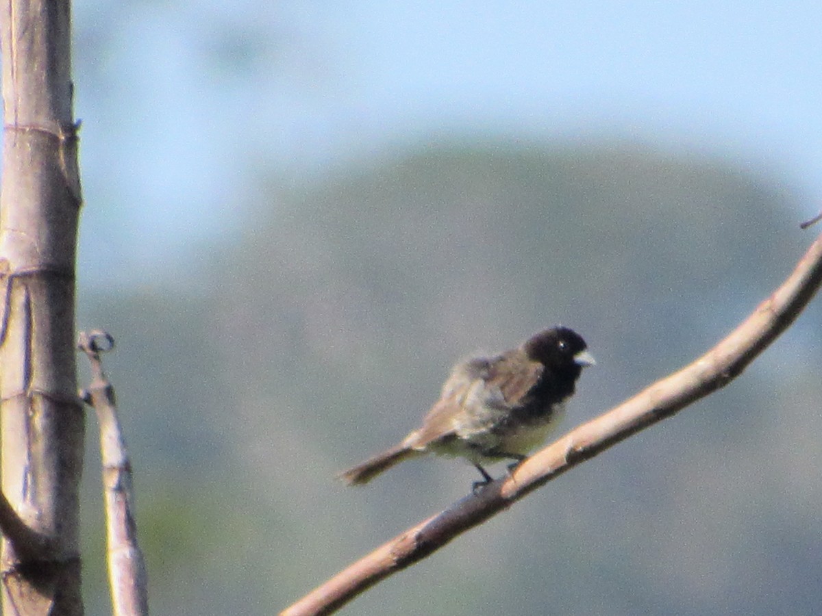 Yellow-bellied Seedeater - Ricardo Lau