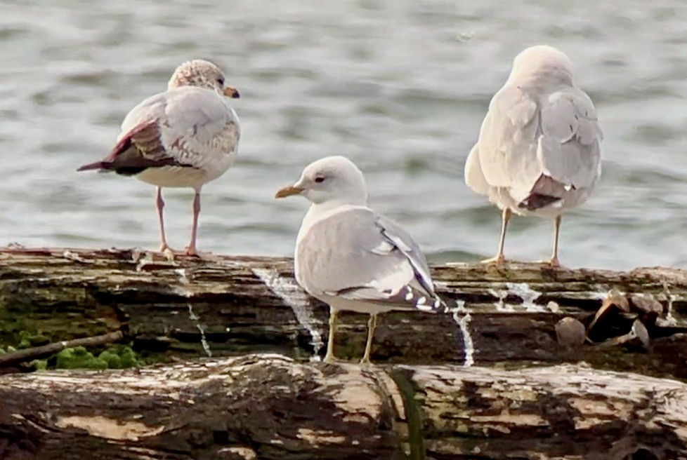 Short-billed Gull - ML616563894