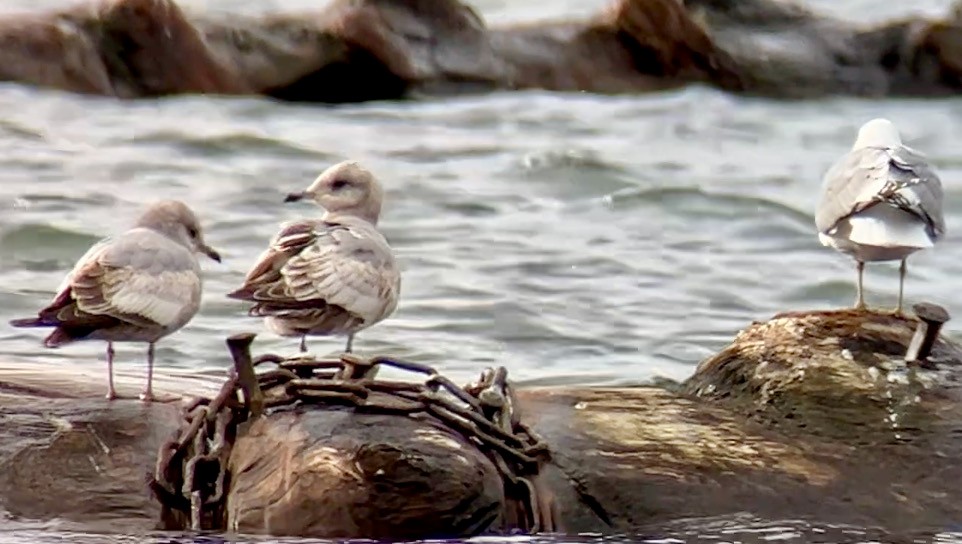 Short-billed Gull - ML616563895