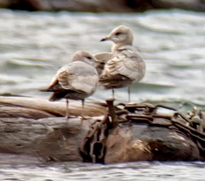 Short-billed Gull - ML616563896