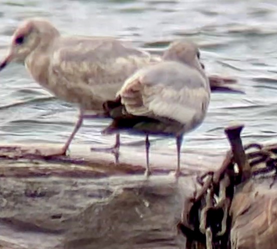 Short-billed Gull - ML616563897