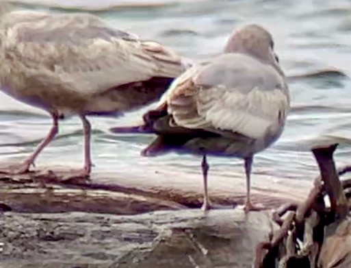 Short-billed Gull - ML616563898