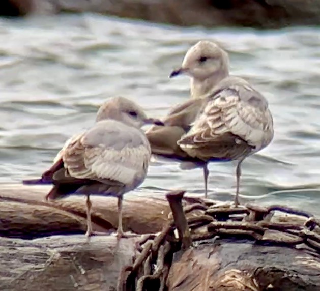 Short-billed Gull - ML616563899