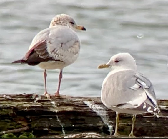 Short-billed Gull - ML616563902