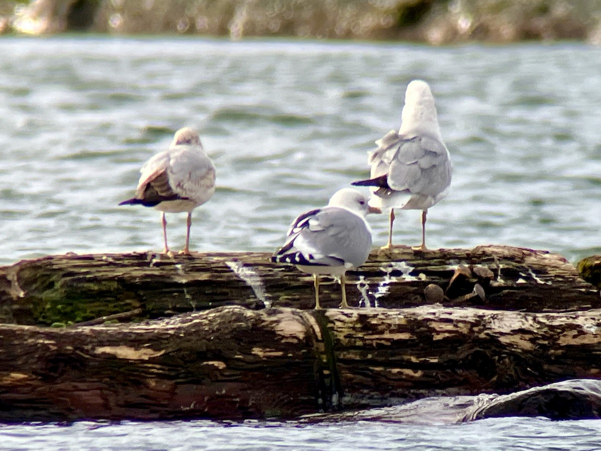 Short-billed Gull - ML616563912