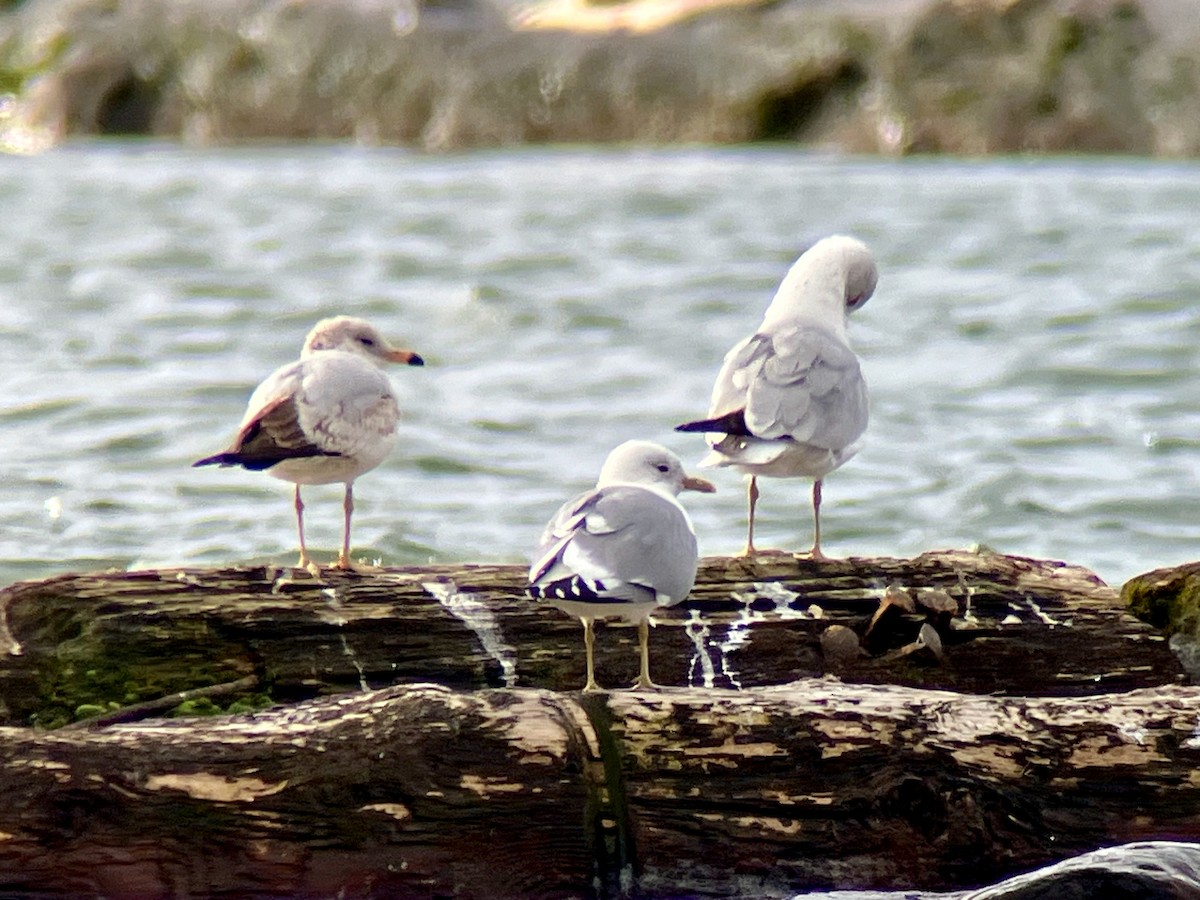 Short-billed Gull - ML616563913