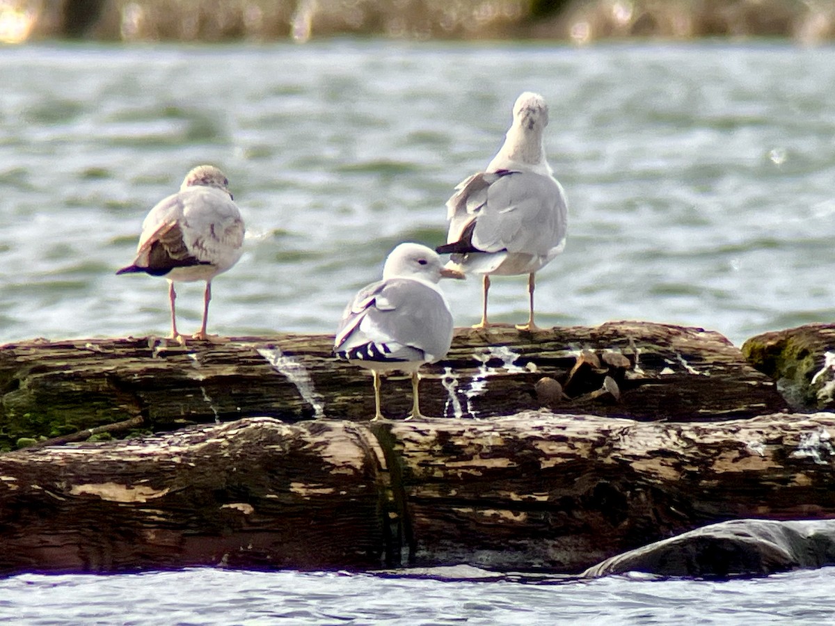 Short-billed Gull - ML616563914