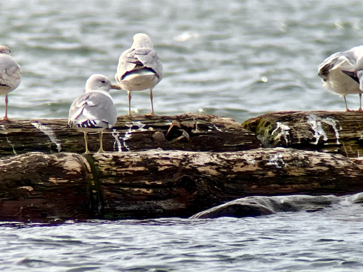 Short-billed Gull - ML616563915