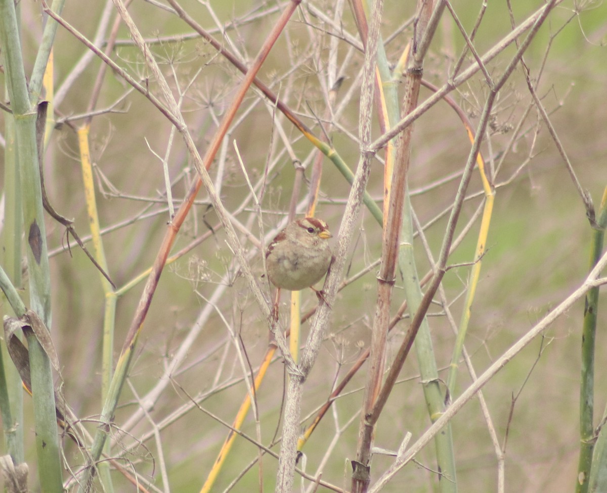 White-crowned Sparrow - ML616563985