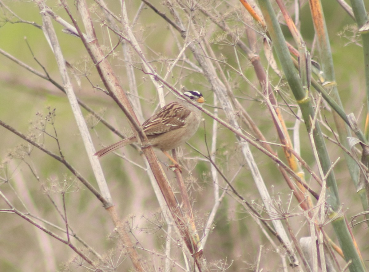 White-crowned Sparrow - ML616563986