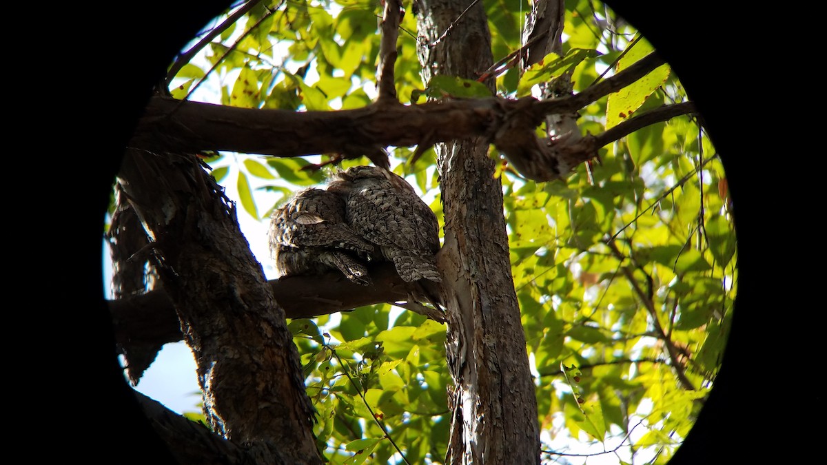 Tawny Frogmouth - ML616564031