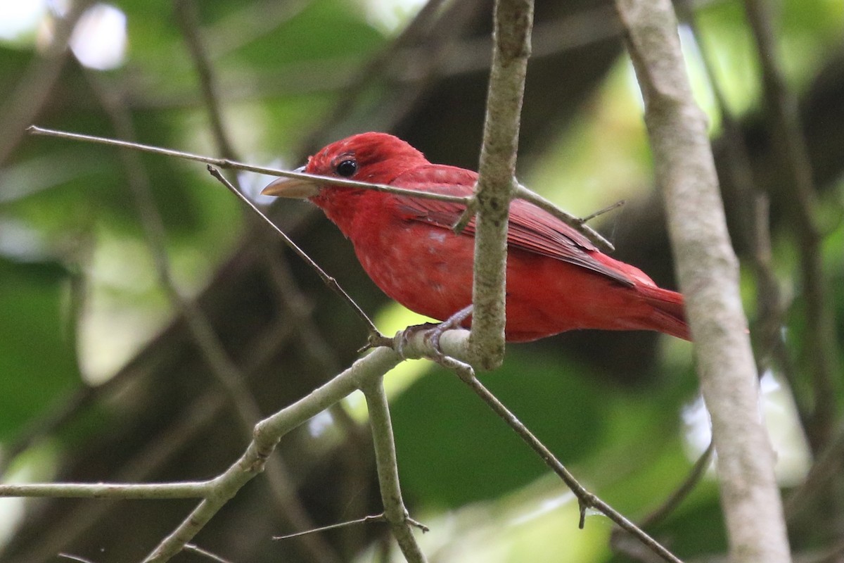 Summer Tanager - Yury Shashenko