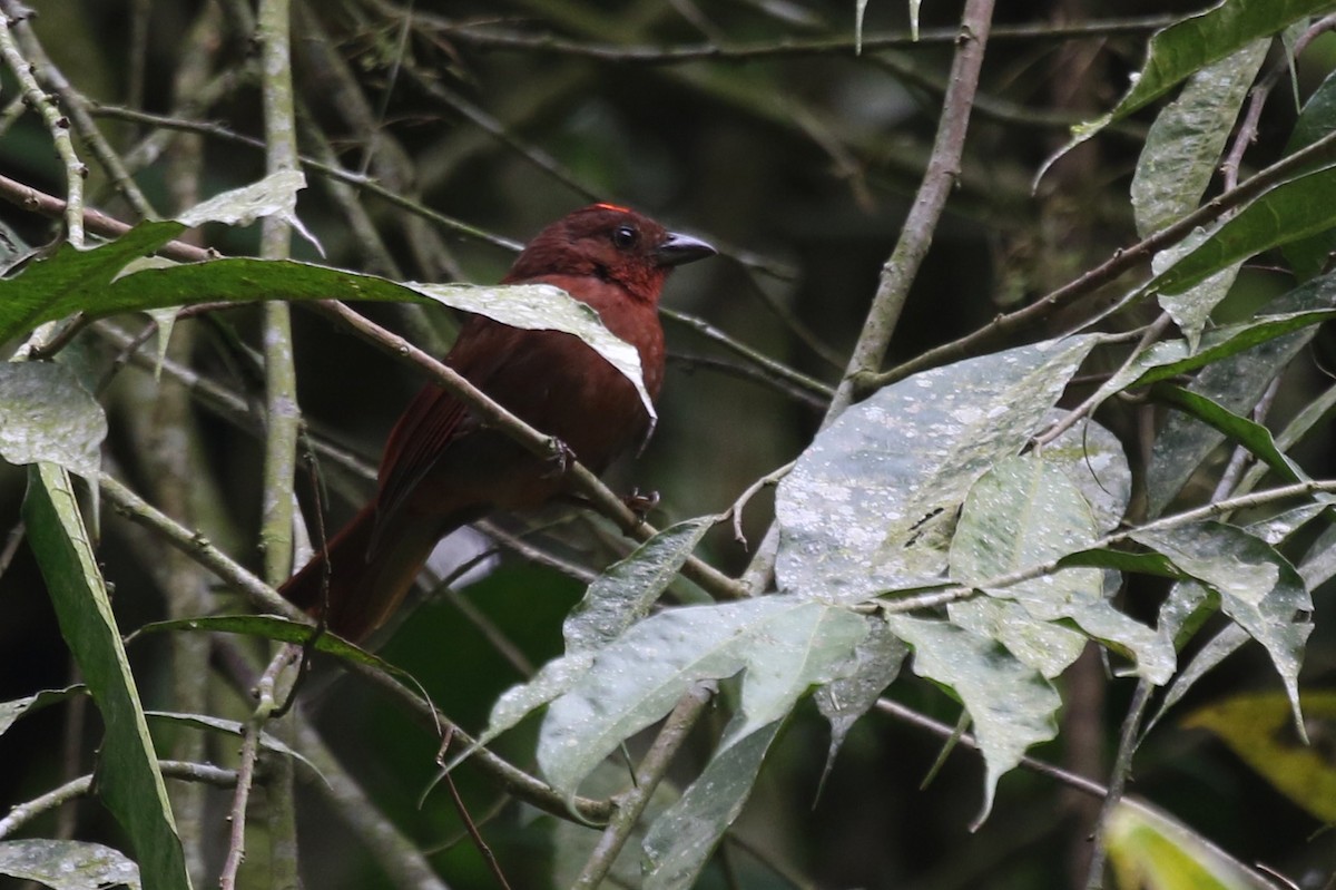 Red-crowned Ant-Tanager - Yury Shashenko