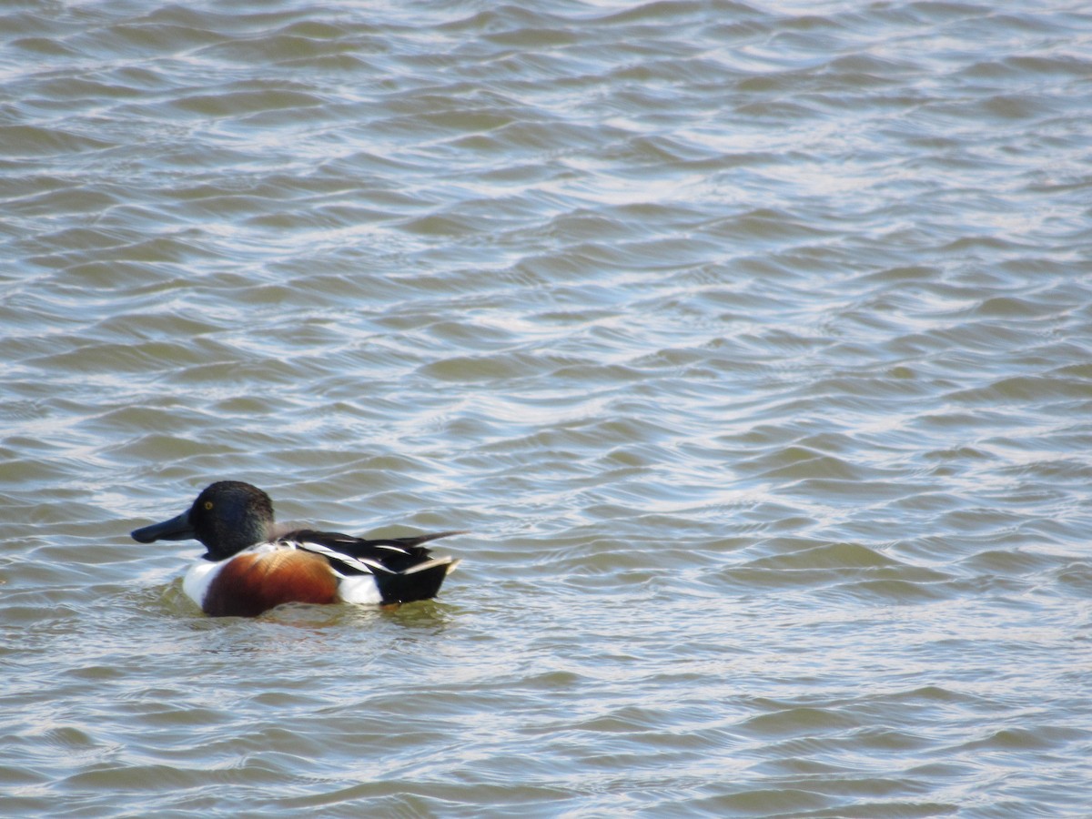 Northern Shoveler - Roger Hedge