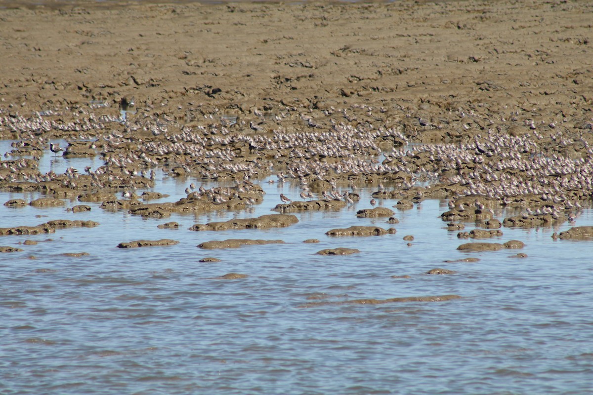 Least Sandpiper - ML616564171