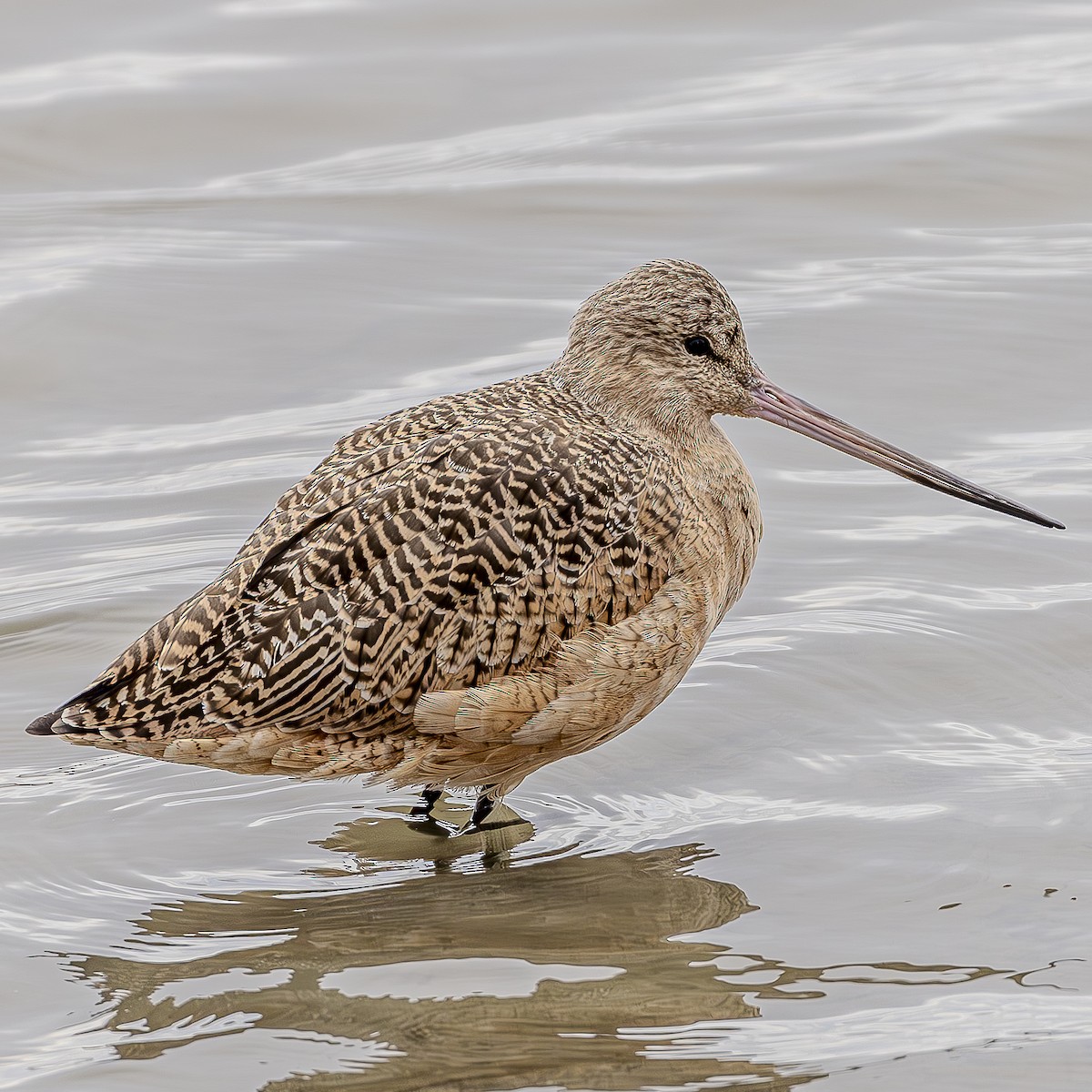 Marbled Godwit - ML616564199