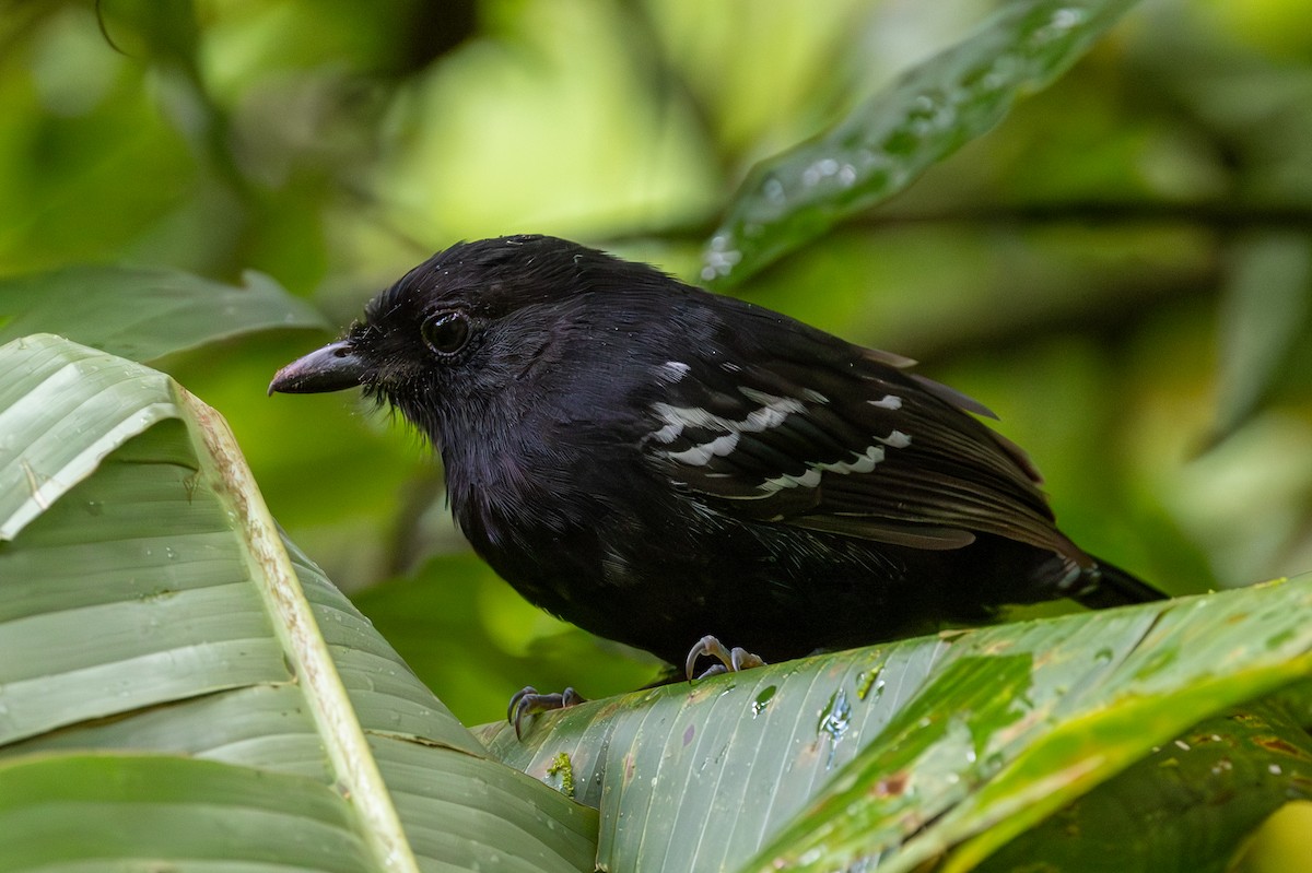 Variable Antshrike - Lutz Duerselen