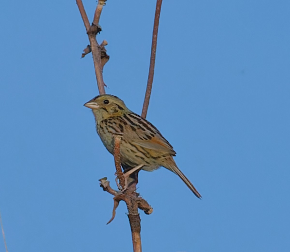 Henslow's Sparrow - ML616564294