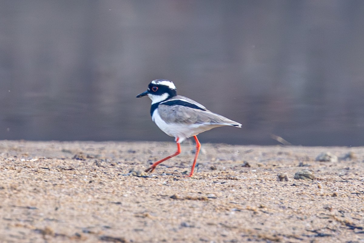 Pied Plover - ML616564323