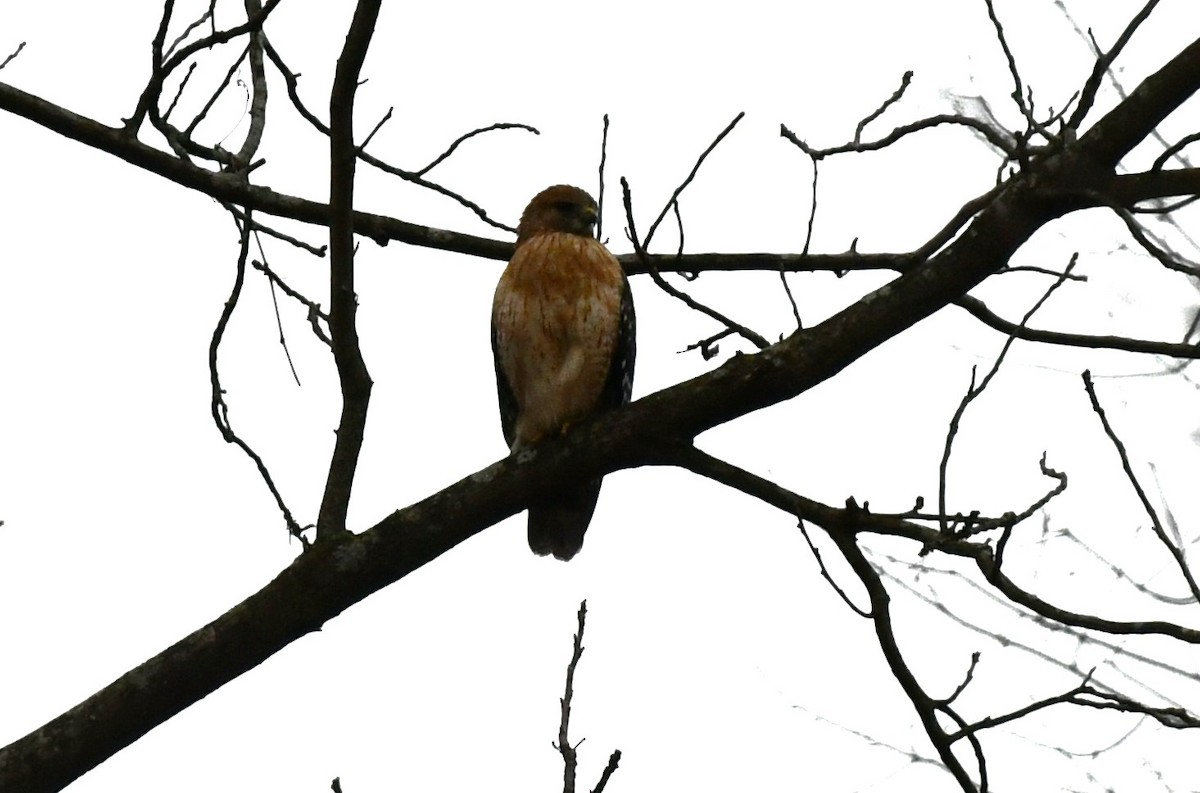 Red-shouldered Hawk - ML616564380