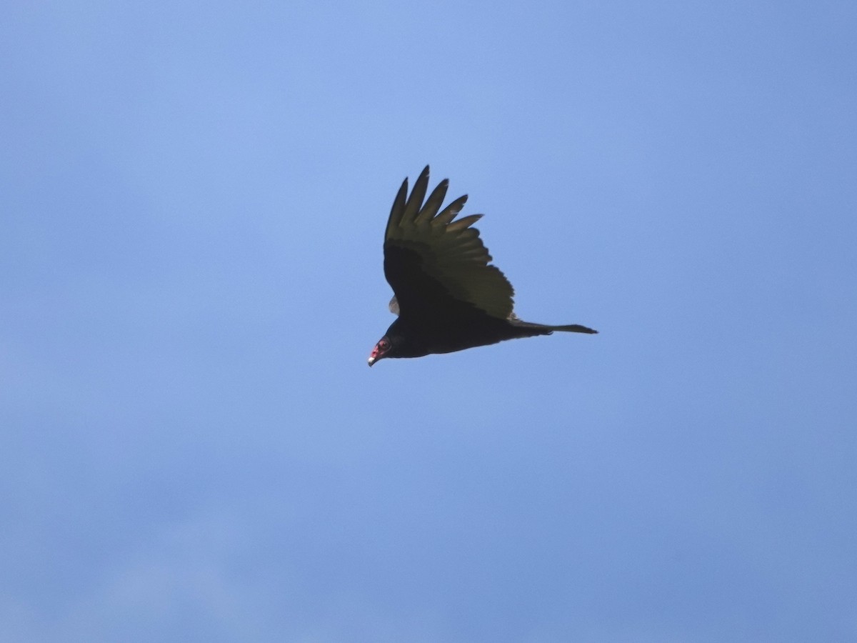 Urubu à tête rouge - ML616564398