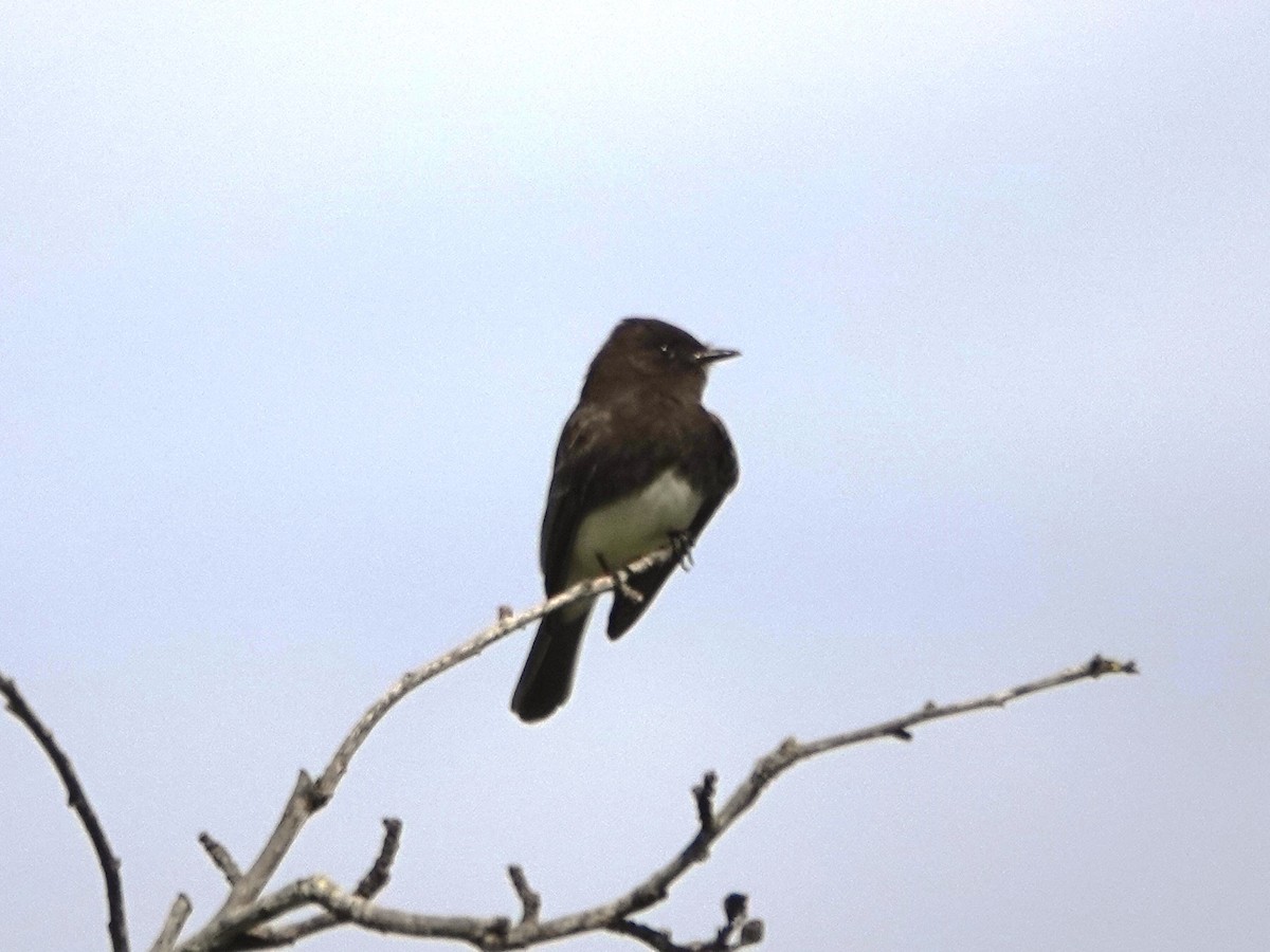 Black Phoebe - ML616564406