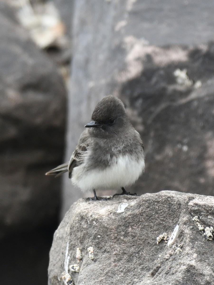 Black x Eastern Phoebe (hybrid) - ML616564464