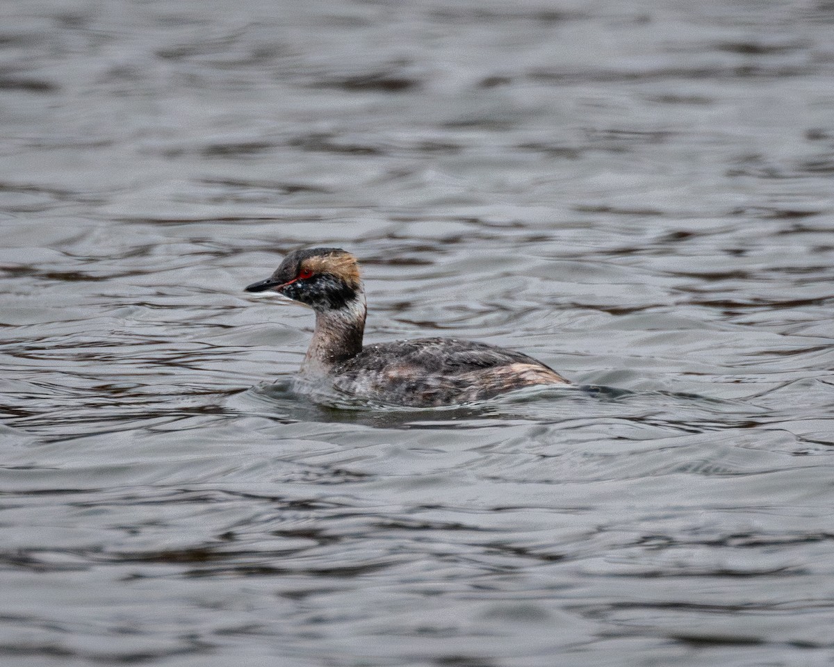 Horned Grebe - ML616564481