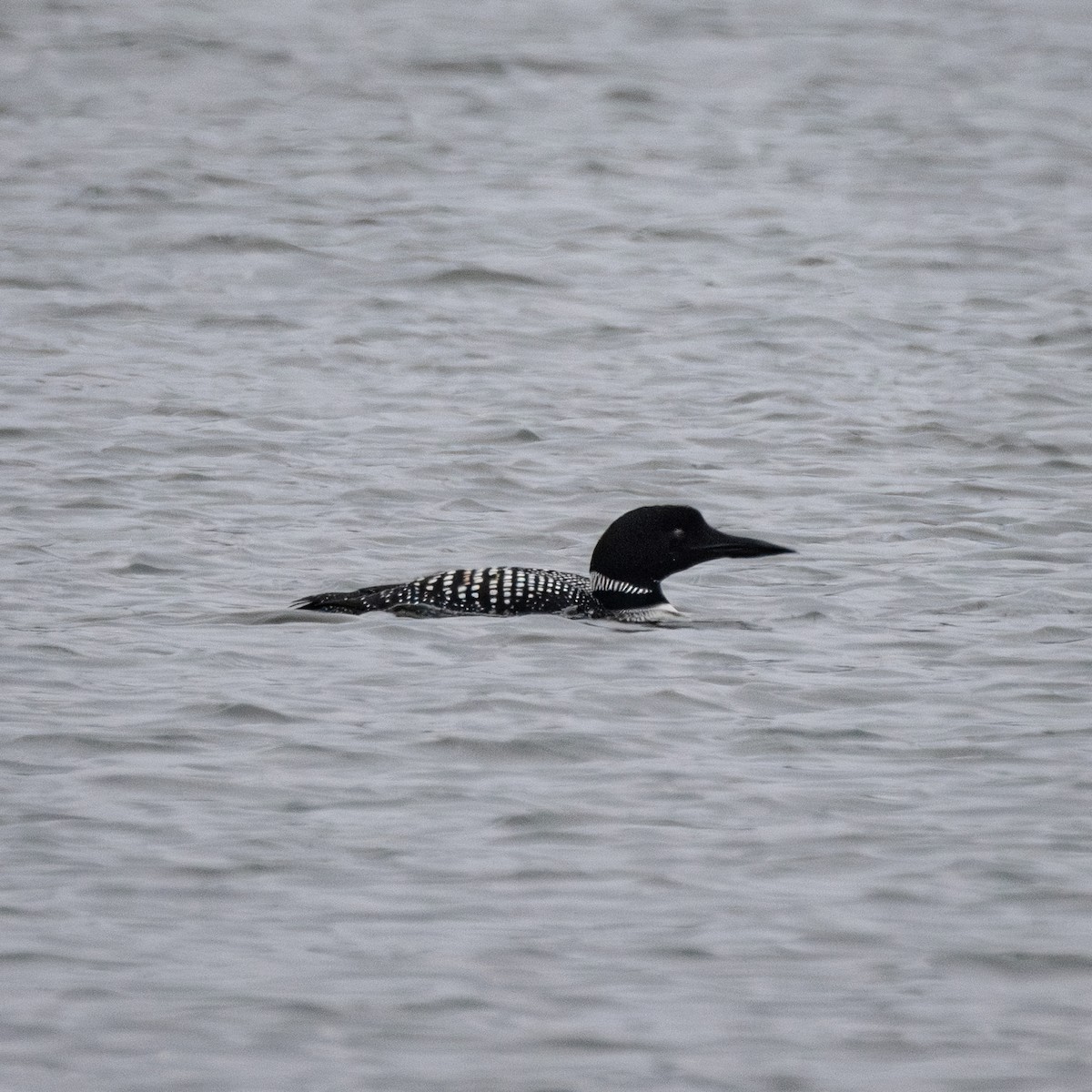 Common Loon - ML616564495