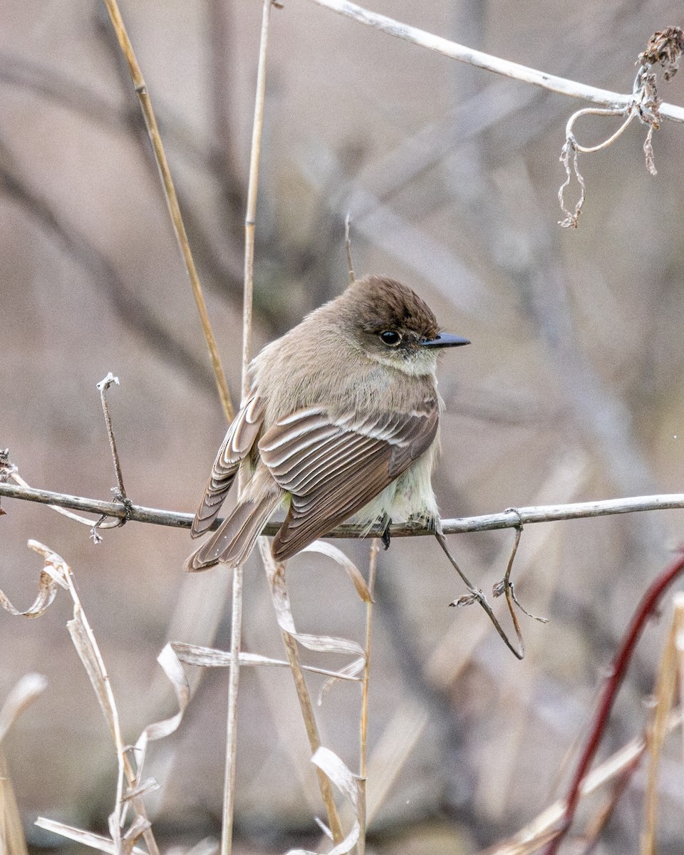 Eastern Phoebe - ML616564511