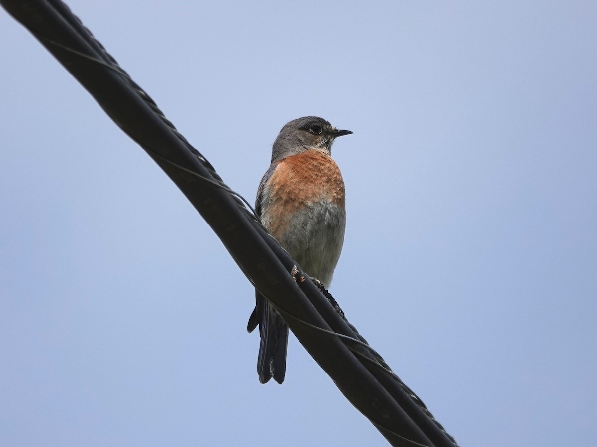 Western Bluebird - ML616564512