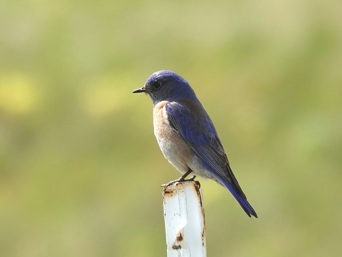 Western Bluebird - ML616564520