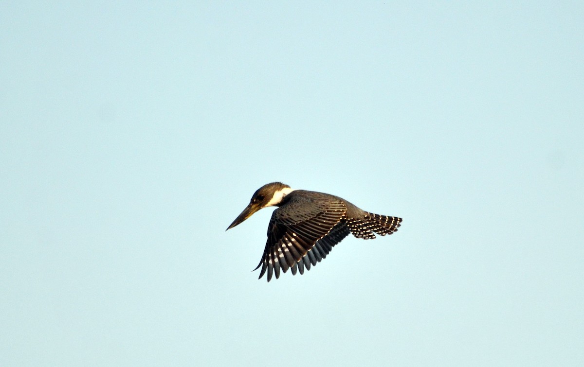 Ringed Kingfisher - ML616564524