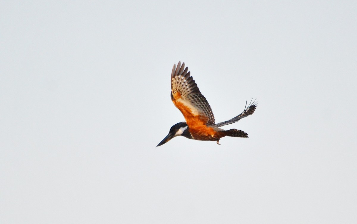 Ringed Kingfisher - ML616564527