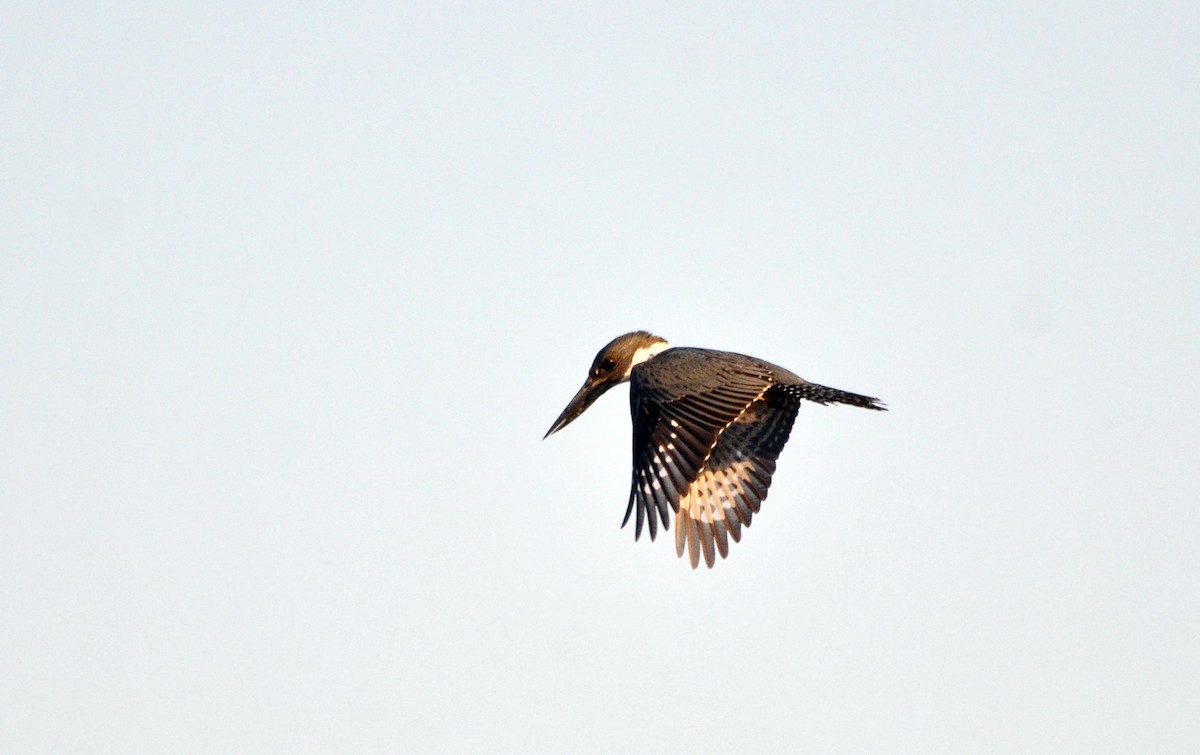 Ringed Kingfisher - ML616564530