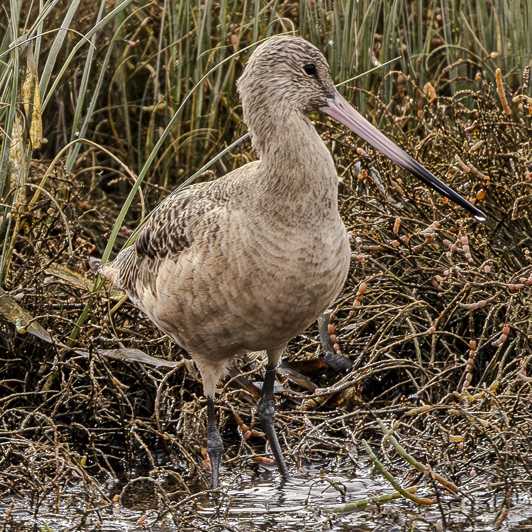 Marbled Godwit - ML616564531