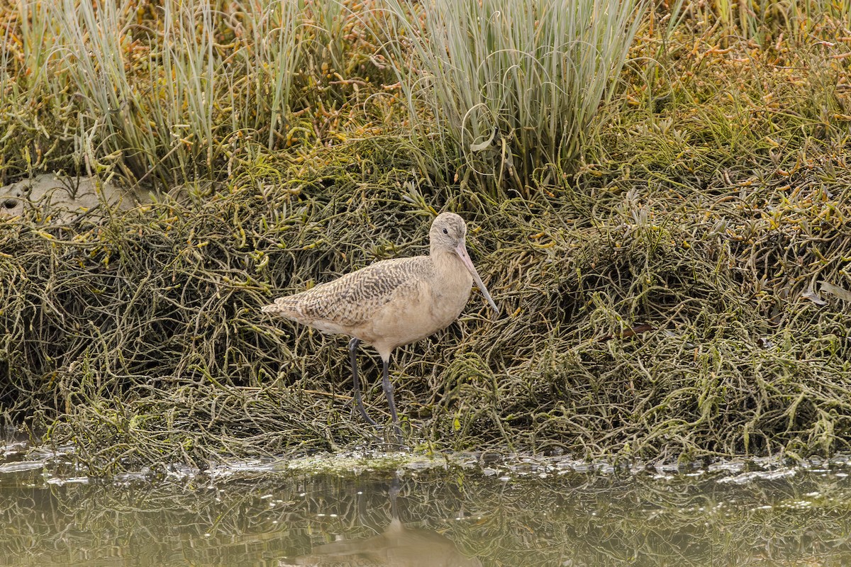 Marbled Godwit - ML616564532