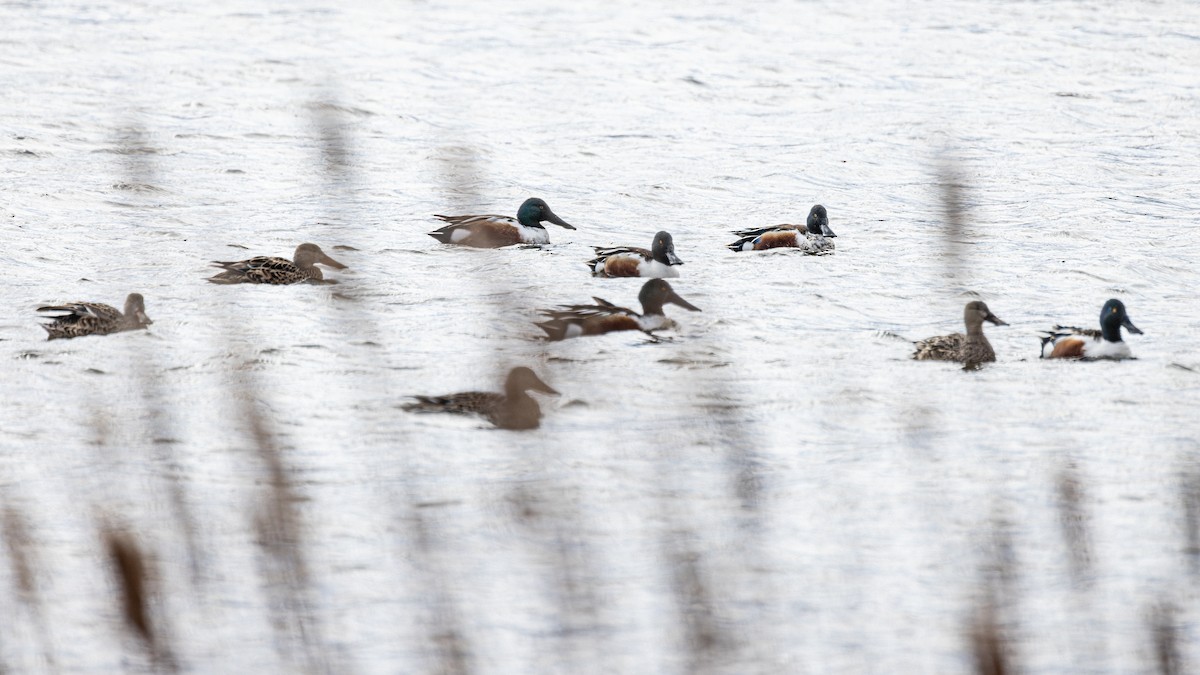 Northern Shoveler - ML616564535