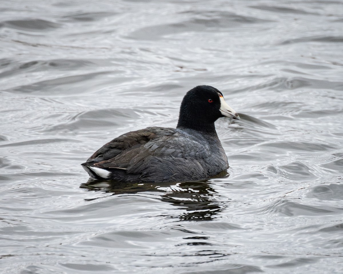 American Coot - ML616564537