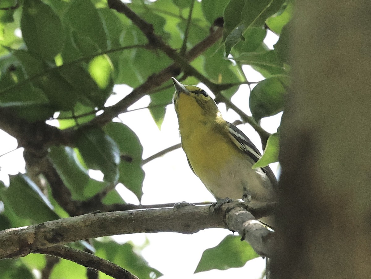 Yellow-throated Vireo - ML616564555