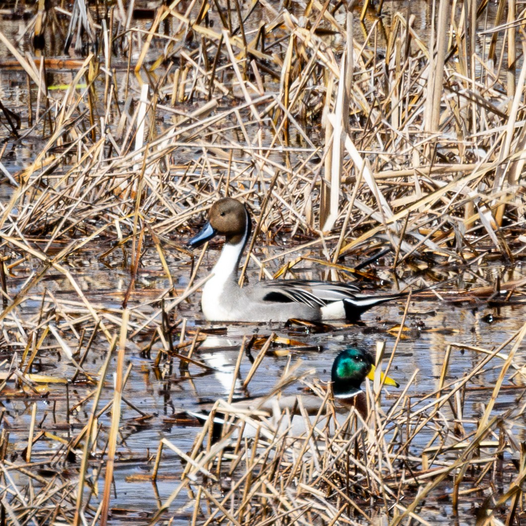 Northern Pintail - ML616564571