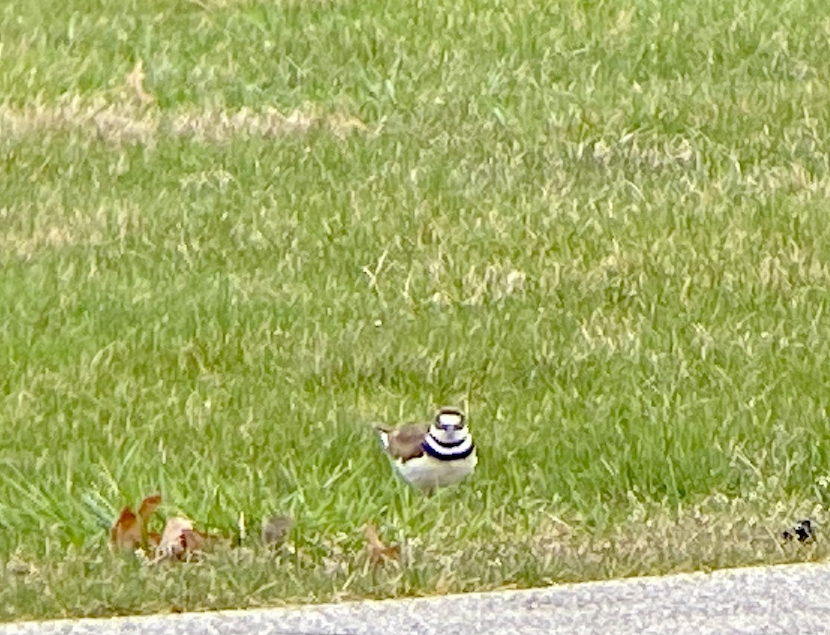 Killdeer - ML616564575