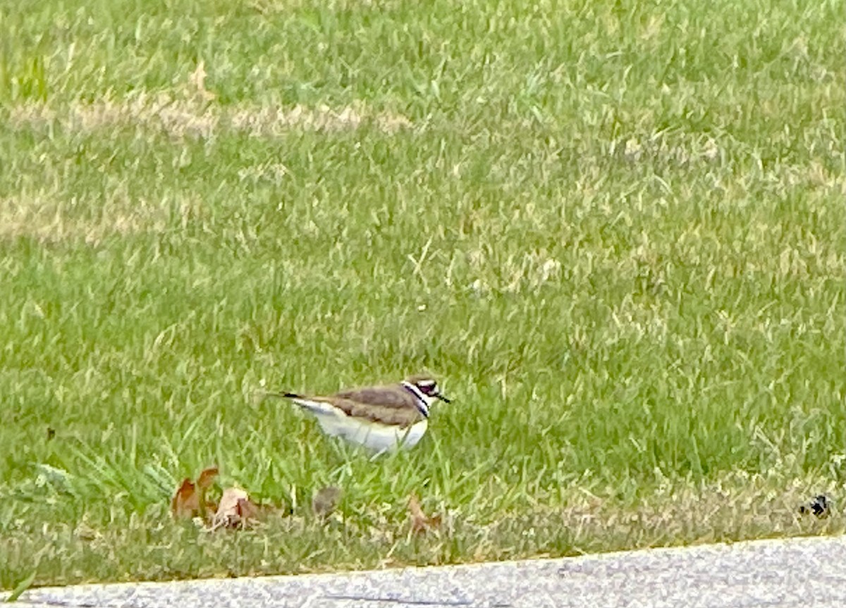 Killdeer - ML616564576