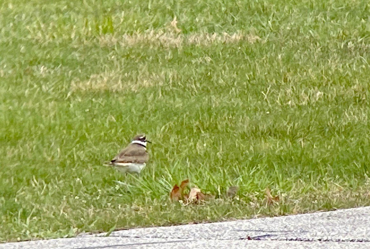 Killdeer - ML616564577