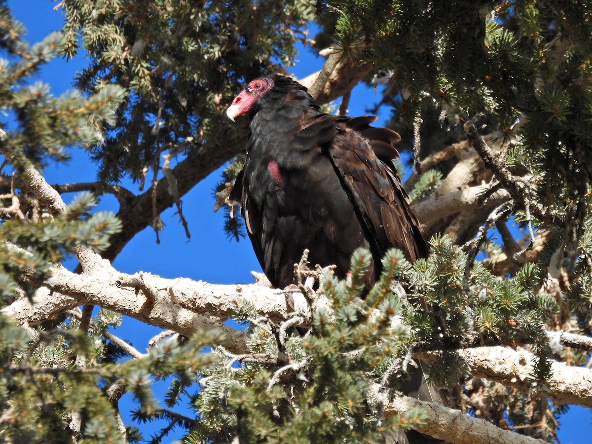 Turkey Vulture - ML616564598