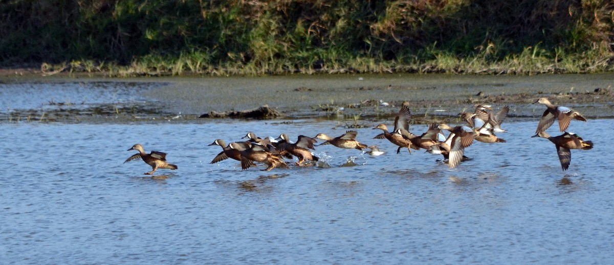 Blue-winged Teal - ML616564601