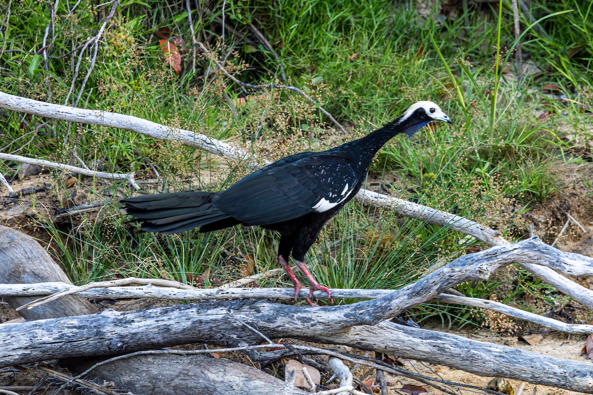 Blue-throated Piping-Guan - ML616564610