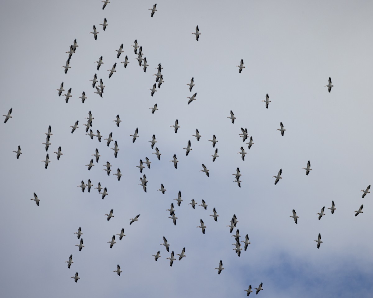 American White Pelican - ML616564621