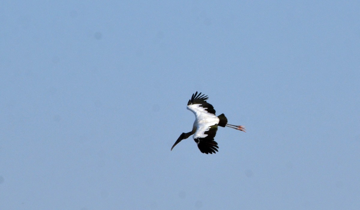 Wood Stork - ML616564623